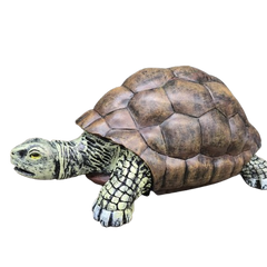 Collection image for: Tortue
